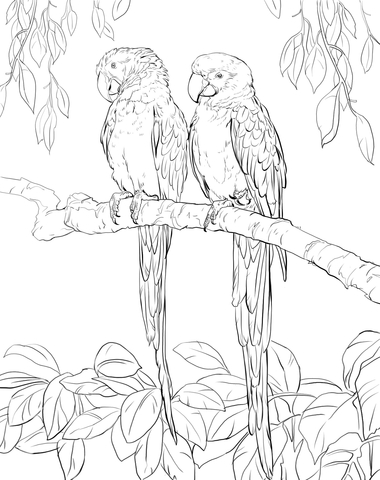 Two Scarlet Macaws Coloring Page